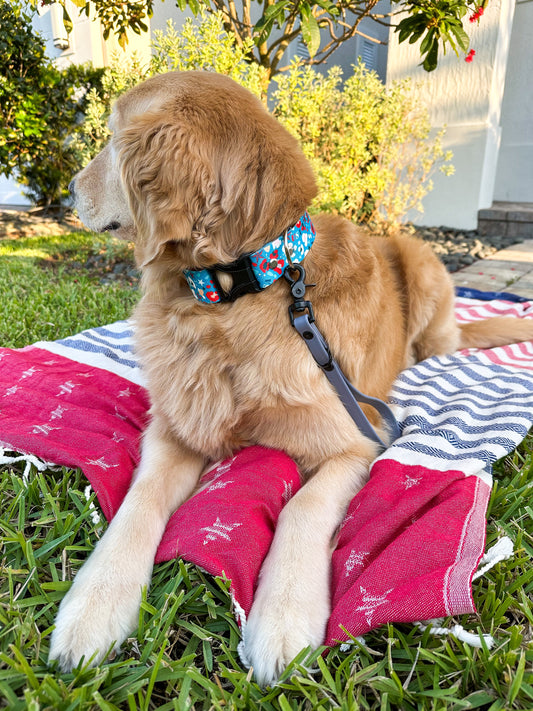 Fourth of July Animal Print Collar