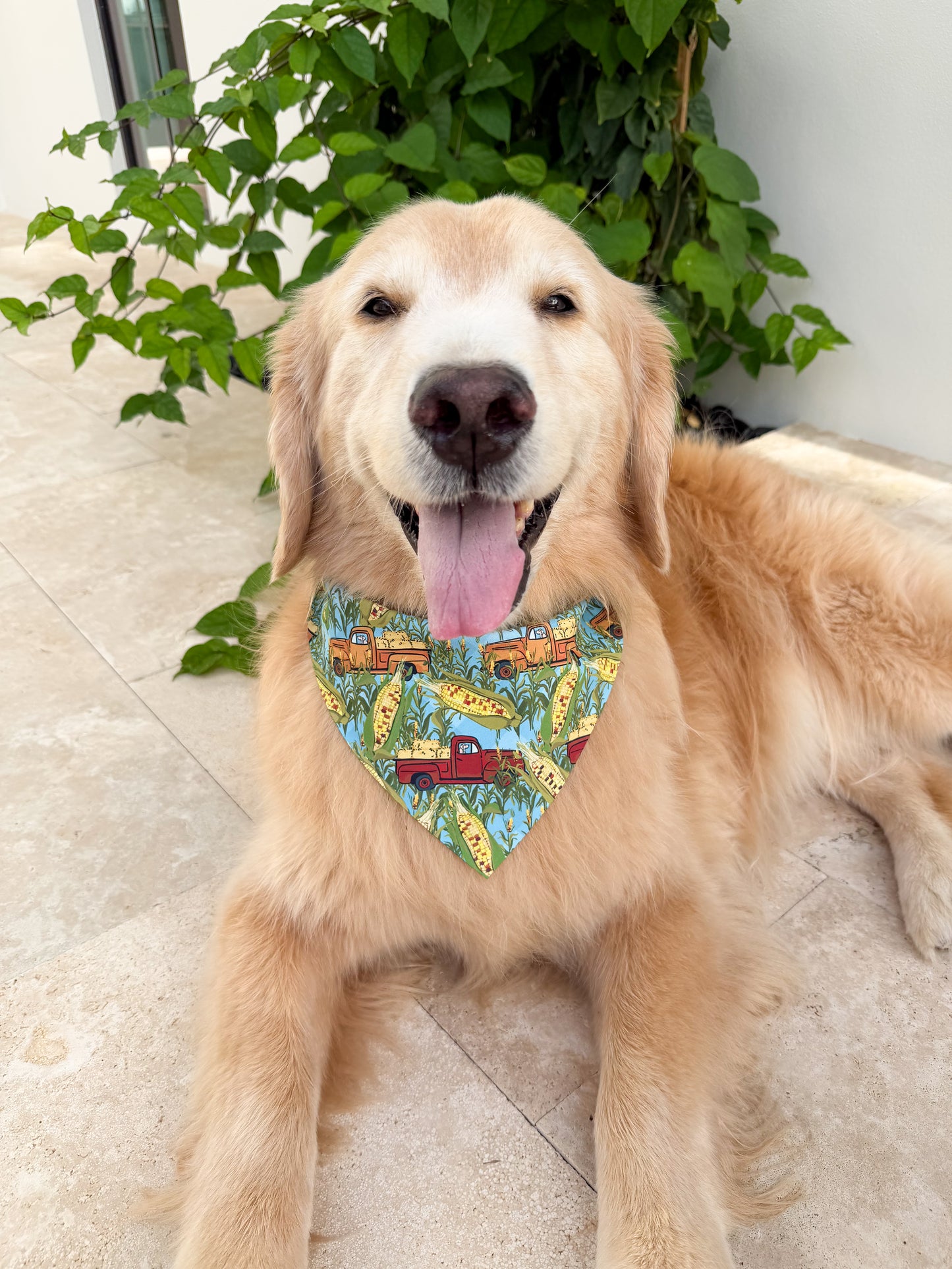 Corn Maize Bandana