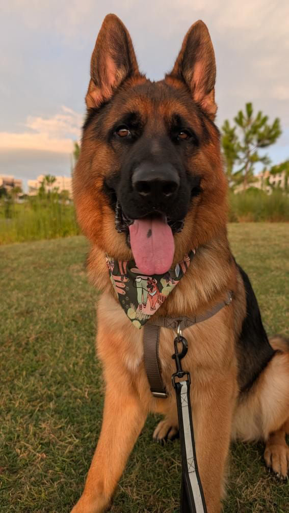 Pack Walk Bandana