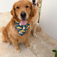 Bobbing for Apple Bottoms Bandana
