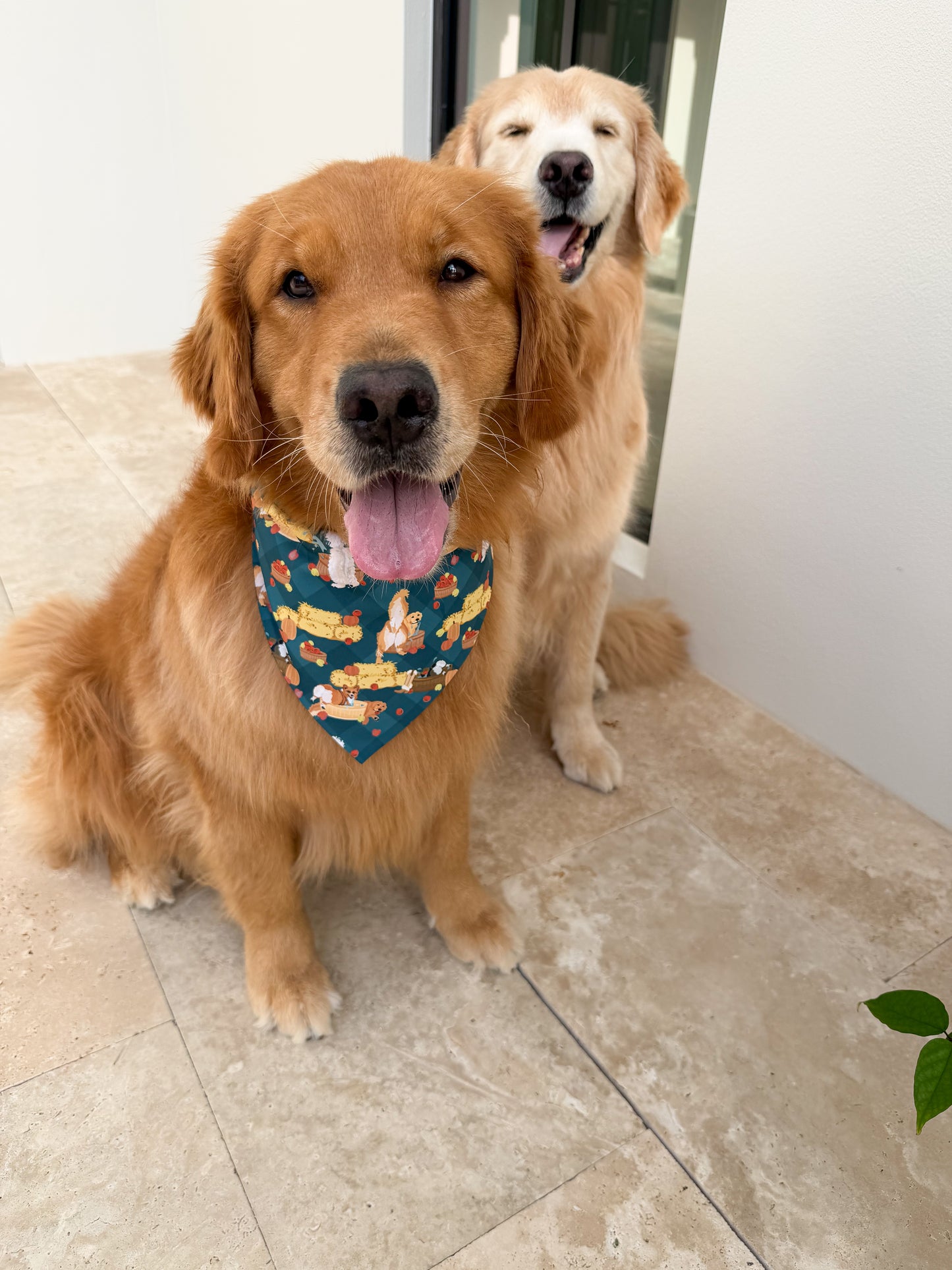 Bobbing for Apple Bottoms Bandana