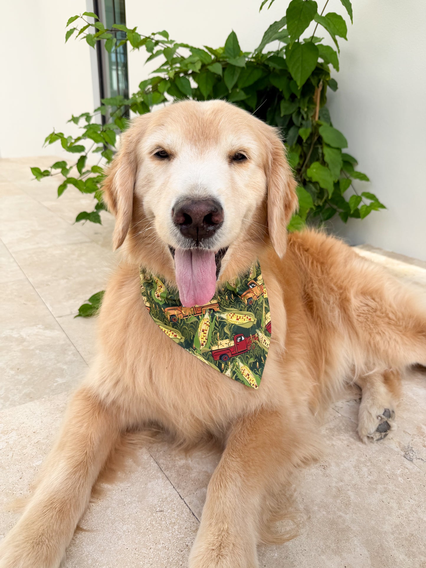 Corn Maize Bandana