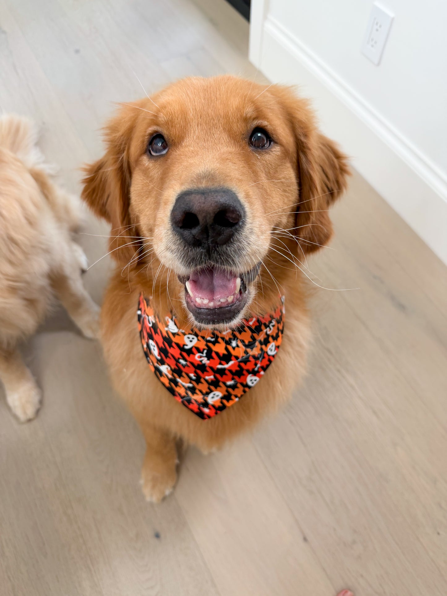 Houndstooth Fall / Halloween  Bandana