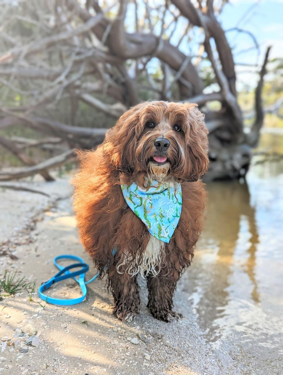 Briny Life Bandana