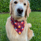 Candied Apples Bandana