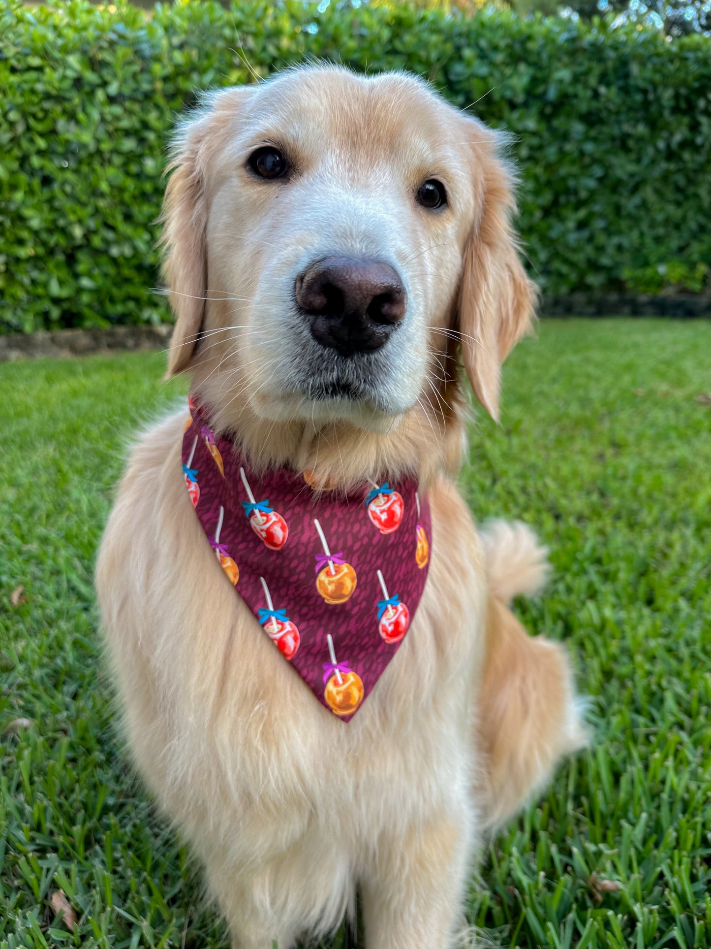 Candied Apples Bandana