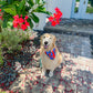 Firecracker Plants Bandana