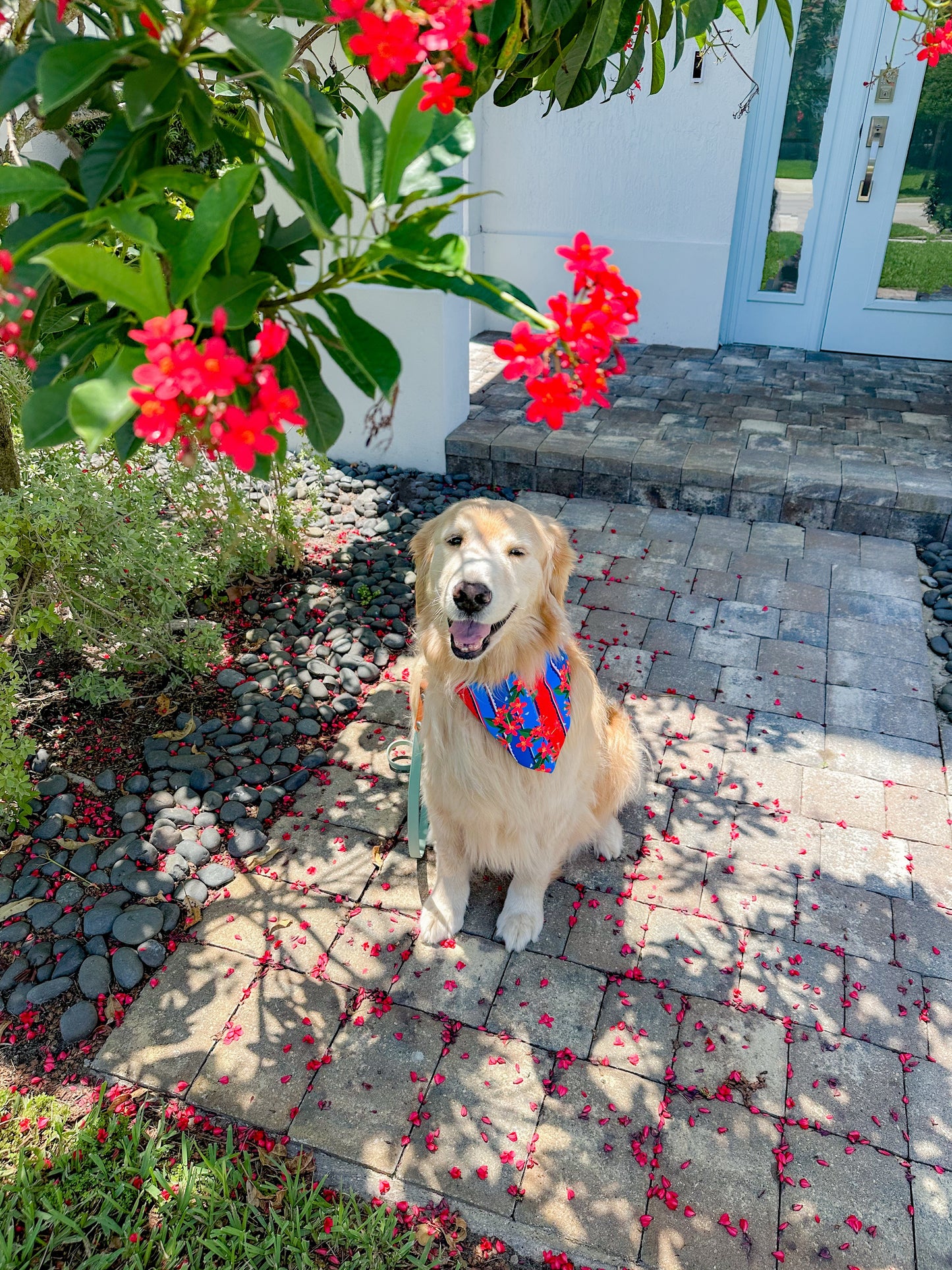 Firecracker Plants Bandana