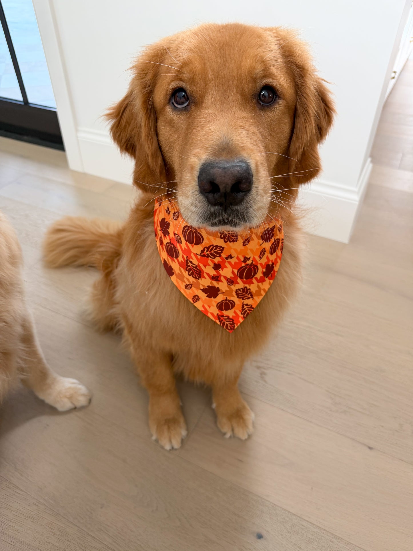 Houndstooth Fall / Halloween  Bandana