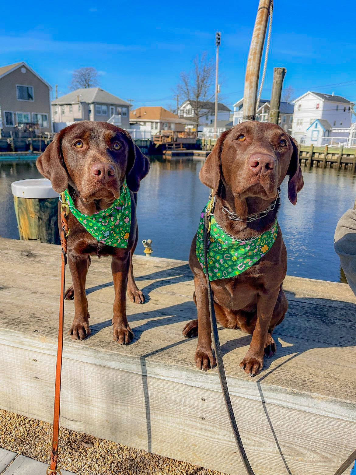 Lucky Charmed St Patty's Animal Print Bandana