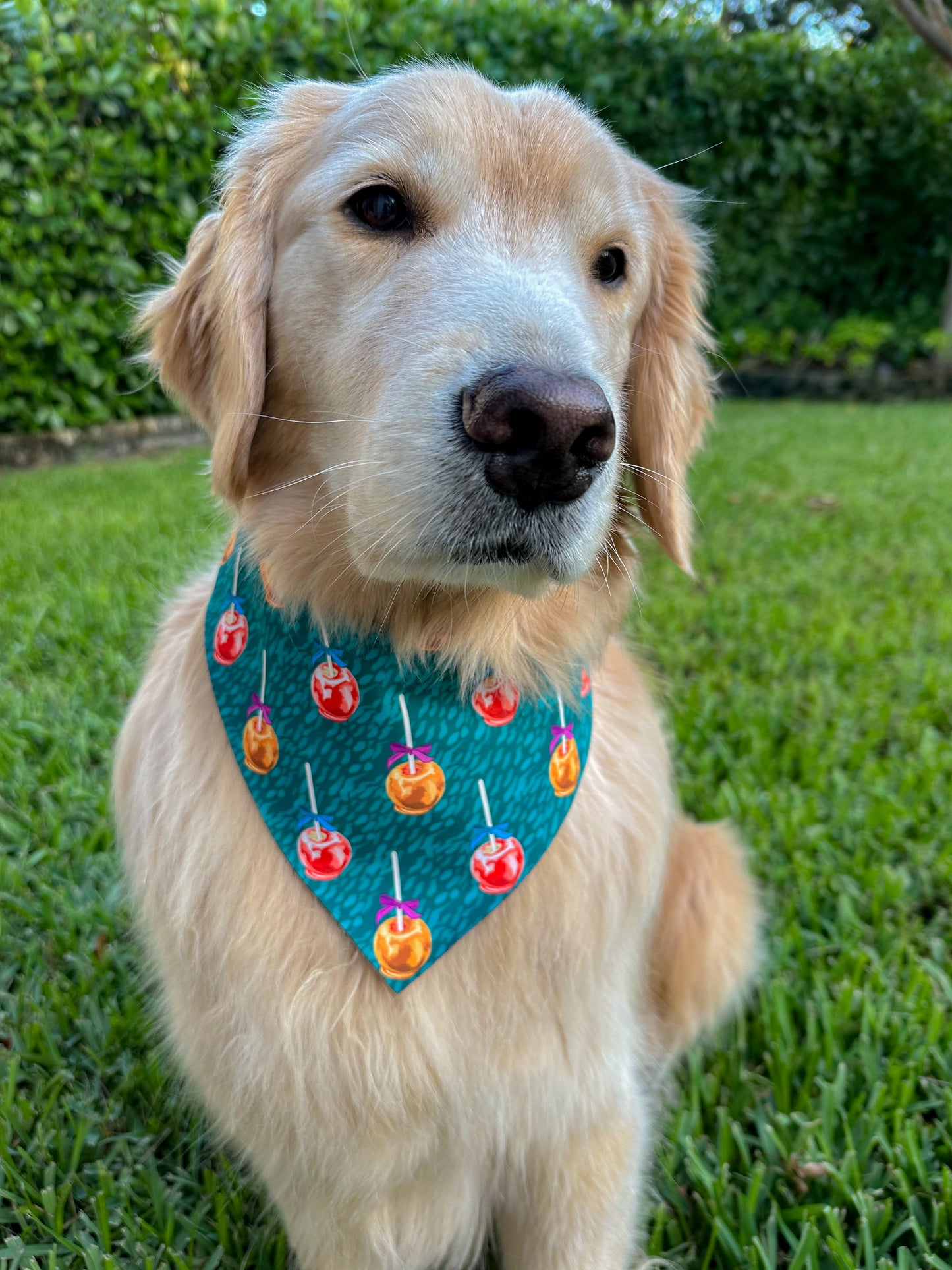 Candied Apples Bandana