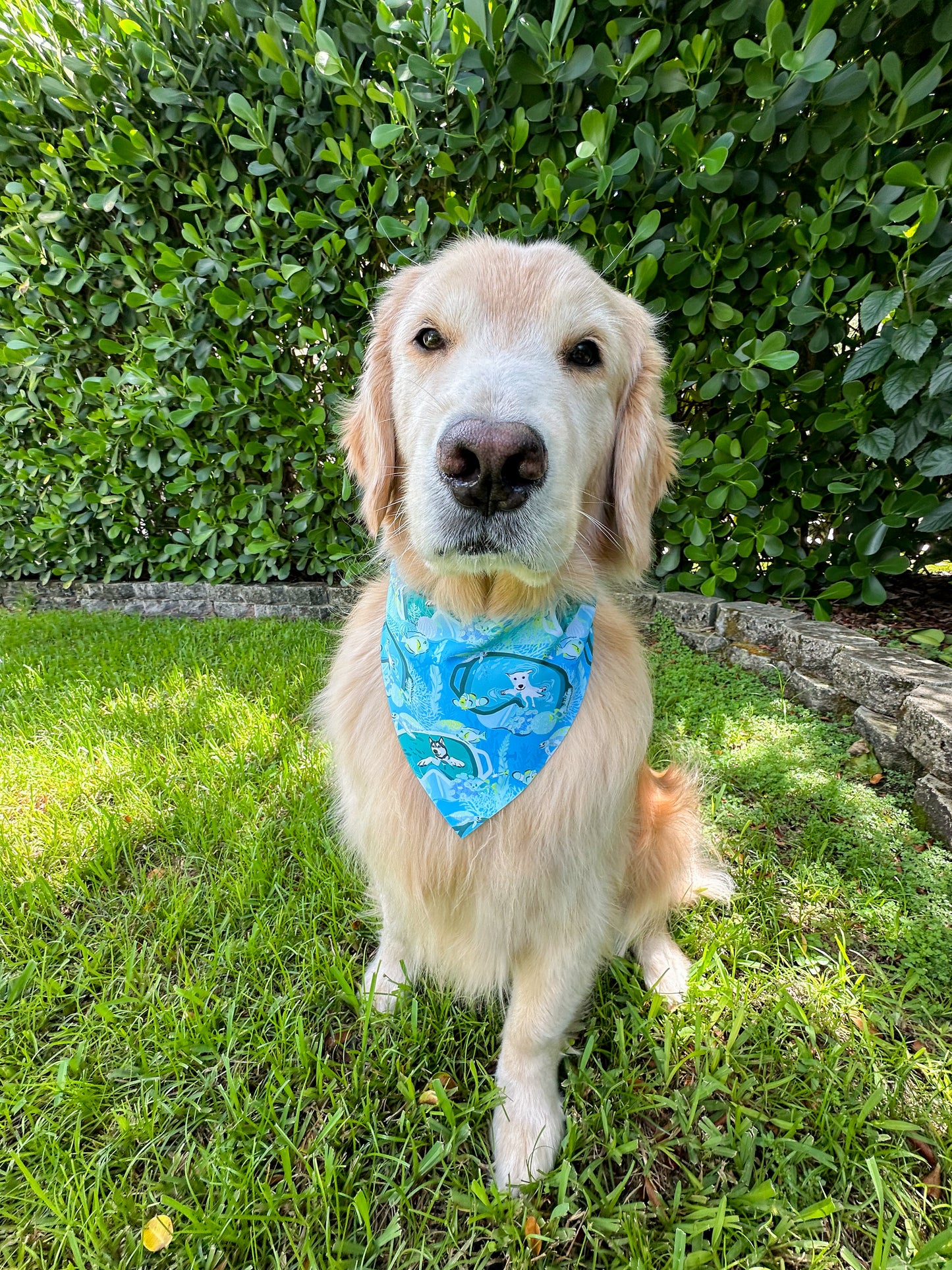 Scuba Pup Bandana