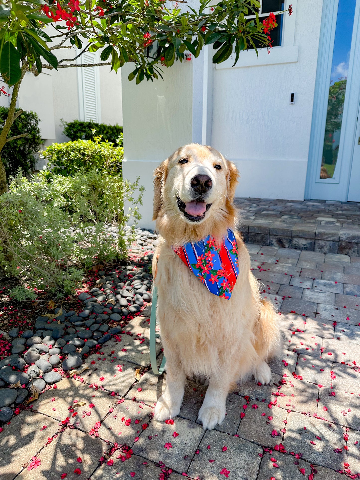 Firecracker Plants Bandana
