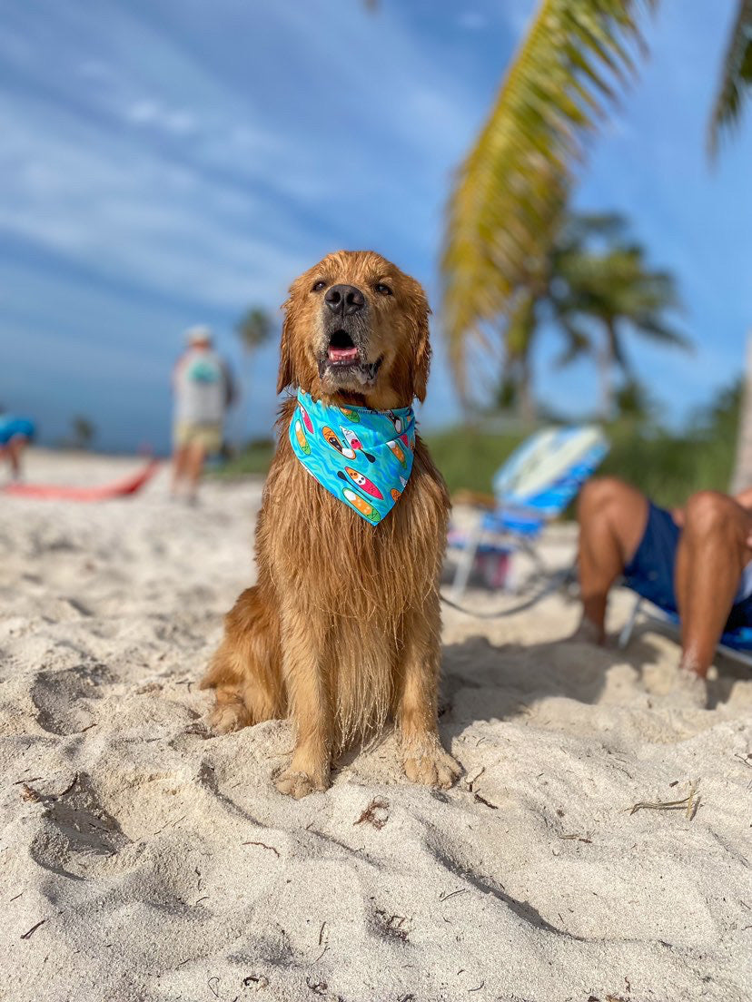 Sup with Cava Bandana