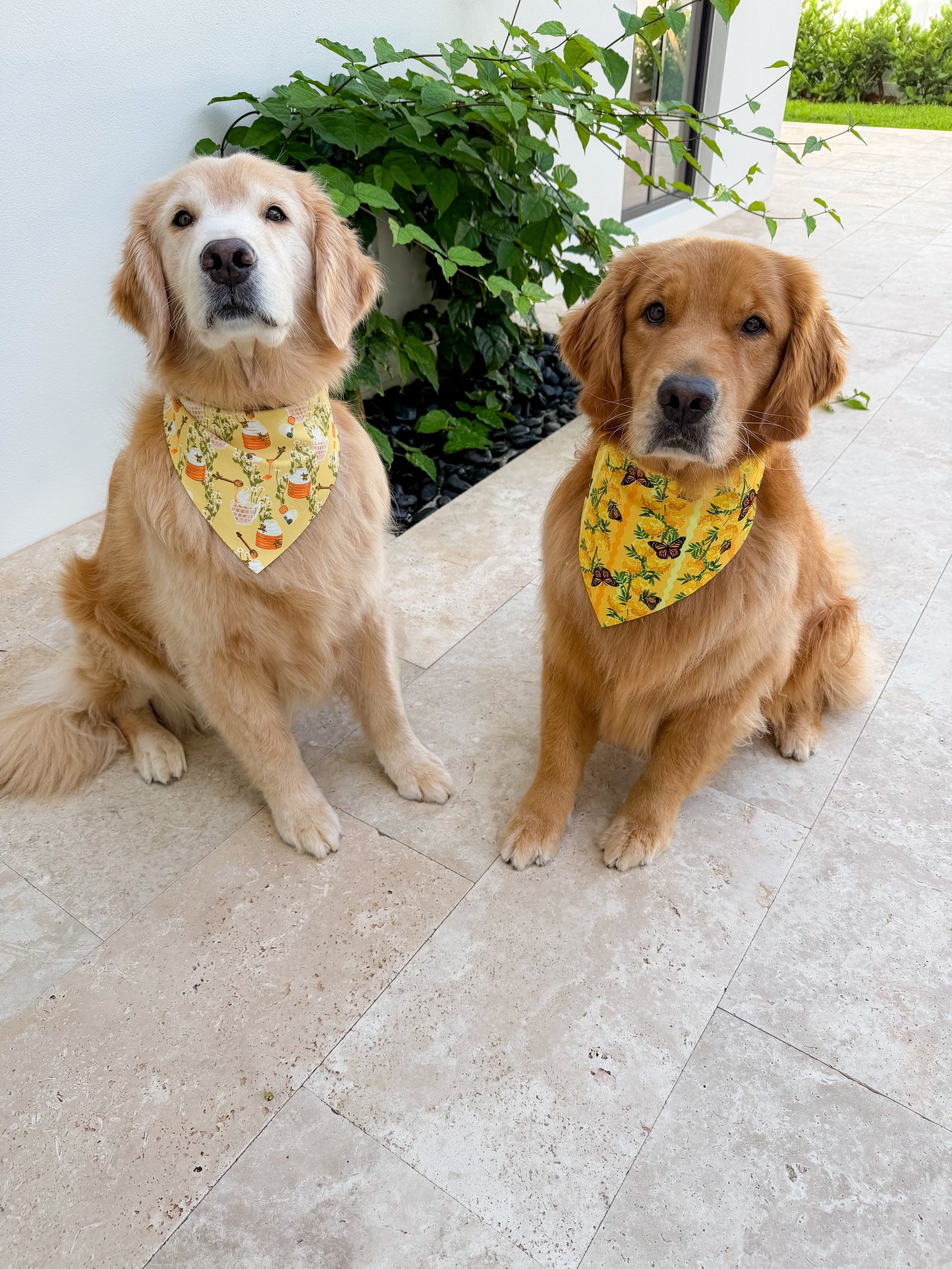 Chamomile and Honey Tea Bandana