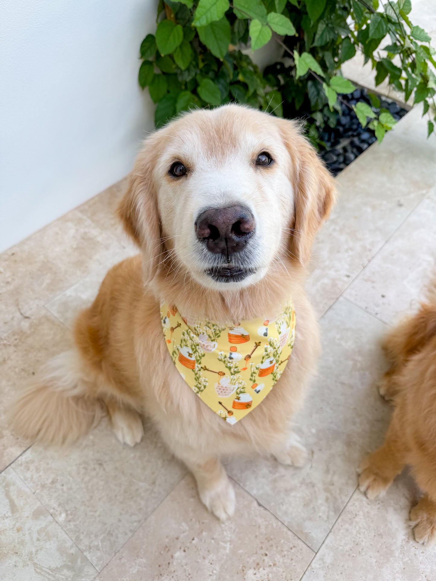 Chamomile and Honey Tea Bandana
