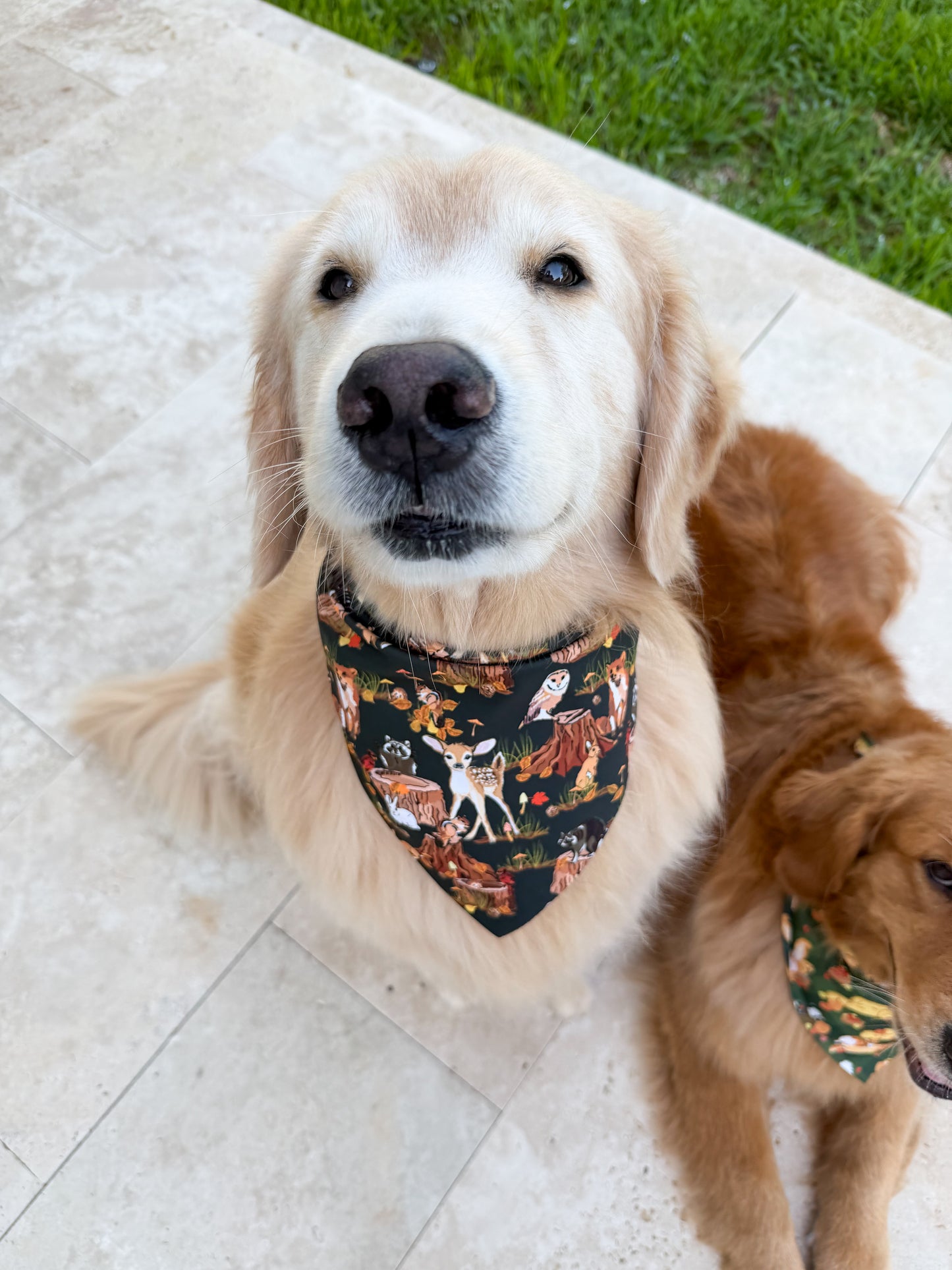 Fall in the Woods Bandana