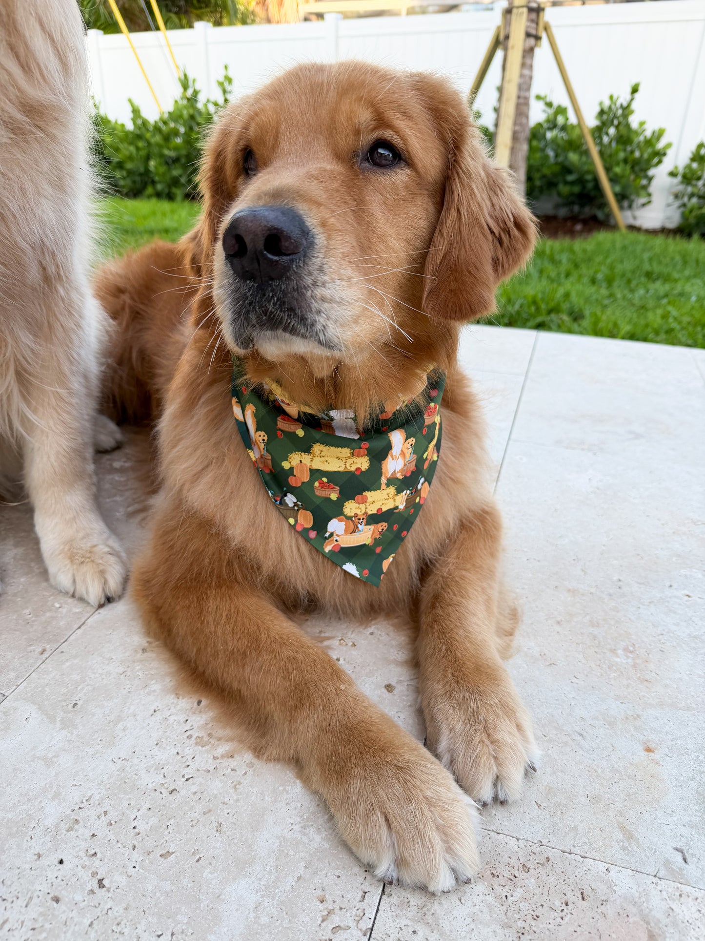 Bobbing for Apple Bottoms Bandana