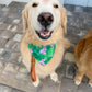 Clover Blooms Bandana