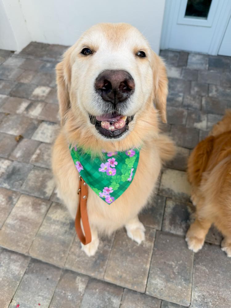 Clover Blooms Bandana