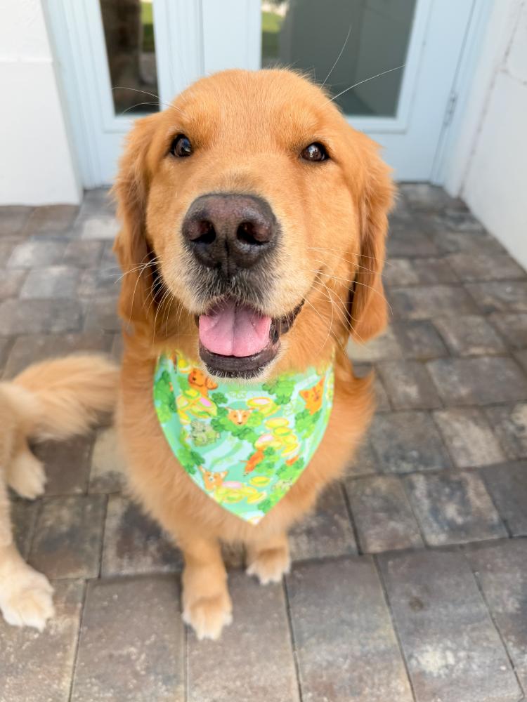 St Puppy's Frolic Bandana