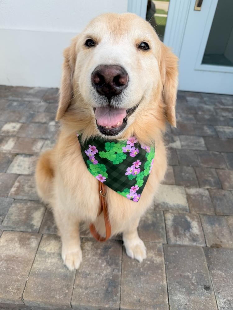 Clover Blooms Bandana