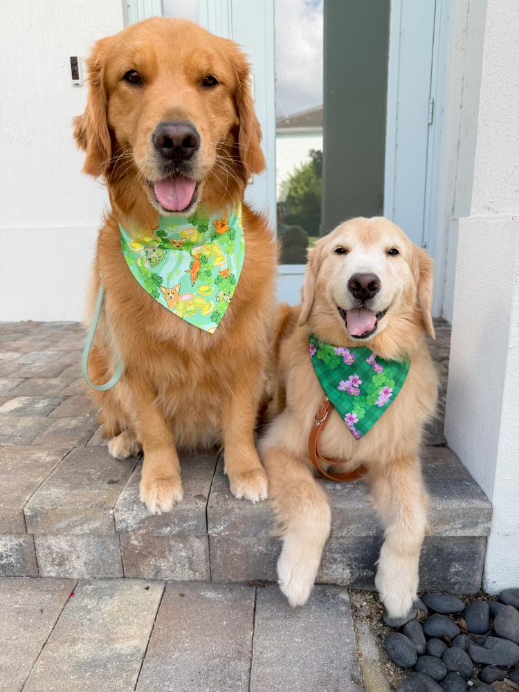 St Puppy's Frolic Bandana