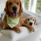 Wildflower Ducklings Bandana