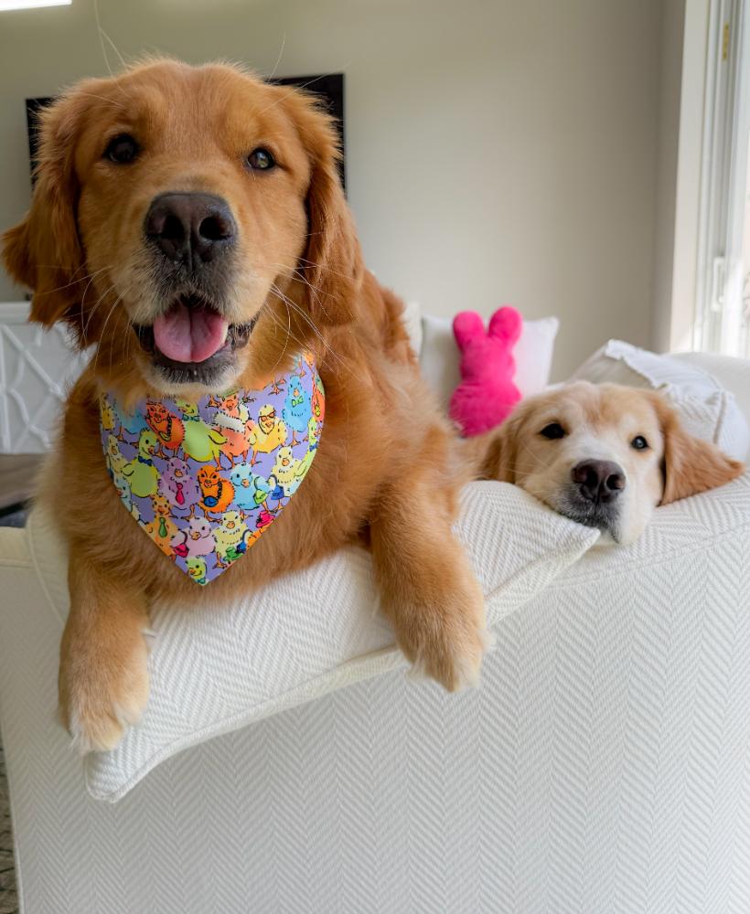 Ducks in a Row Bandana