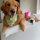 Ducks in a Row Bandana