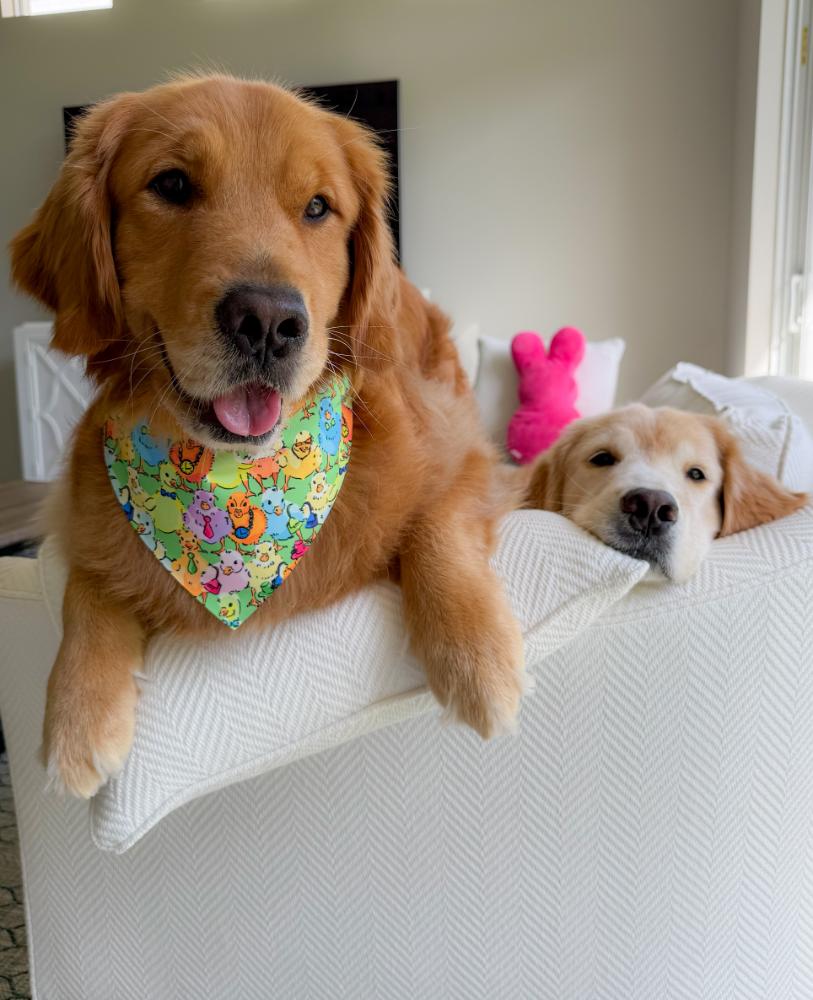 Ducks in a Row Bandana
