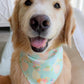 Shell Vases Bandana
