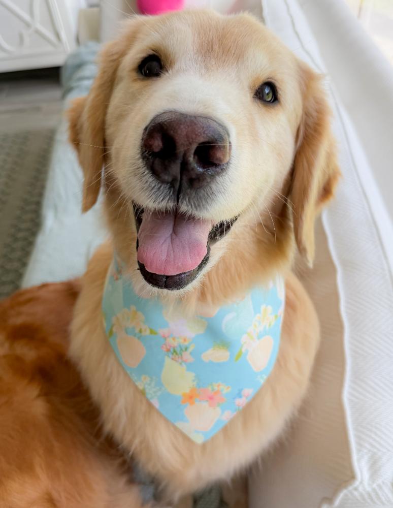 Shell Vases Bandana