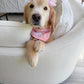 Bunny Tea Party Bandana