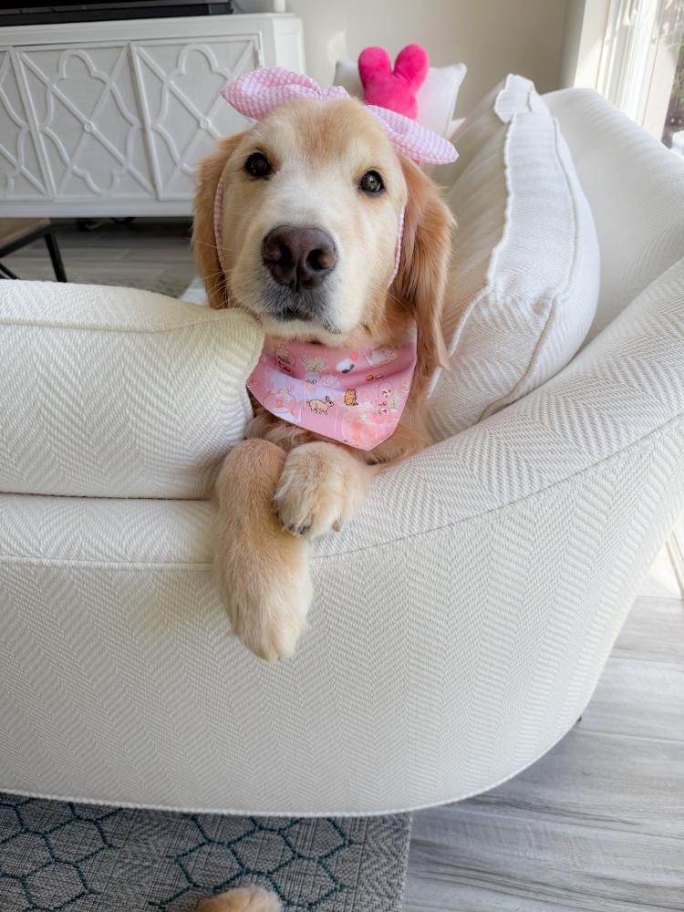 Bunny Tea Party Bandana