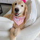 Bunny Tea Party Bandana
