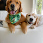 Bamboo Birds Bandana