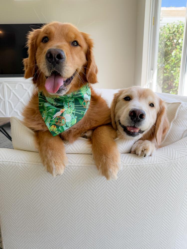 Bamboo Birds Bandana
