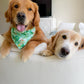 Bamboo Birds Bandana