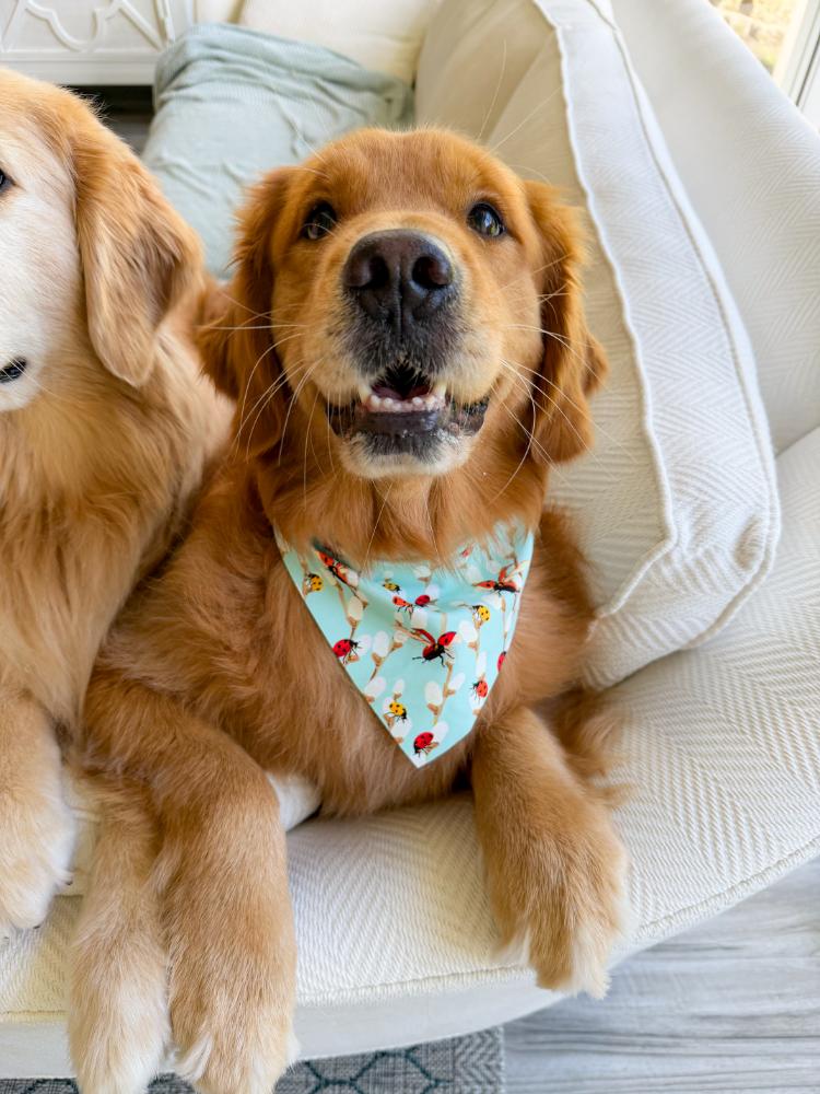 Lady Bugs Bandana