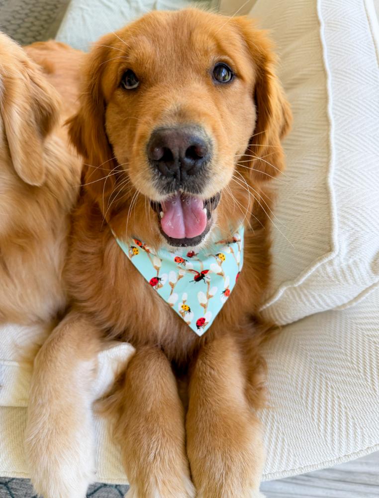 Lady Bugs Bandana
