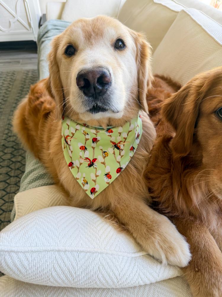 Lady Bugs Bandana