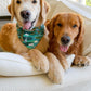 Spring in the Swampy Marsh Bandana