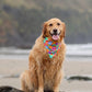 Ellie’s Beachballs  Bandana