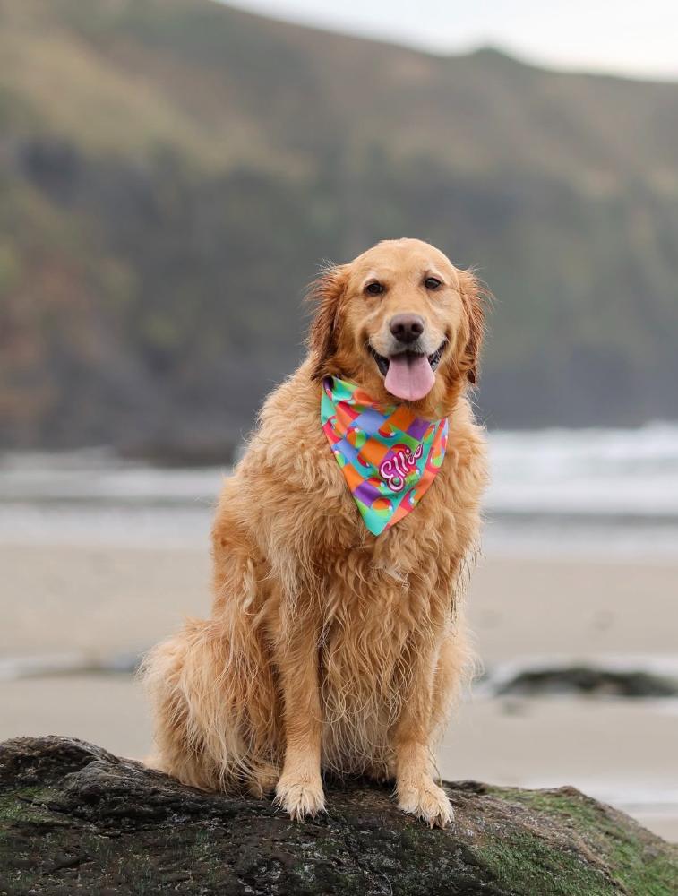 Ellie’s Beachballs  Bandana