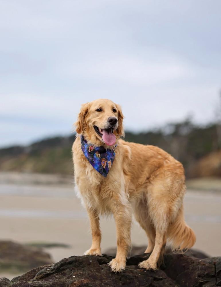 Lavender Fields Bandana