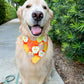 Apple Baskets Bandana