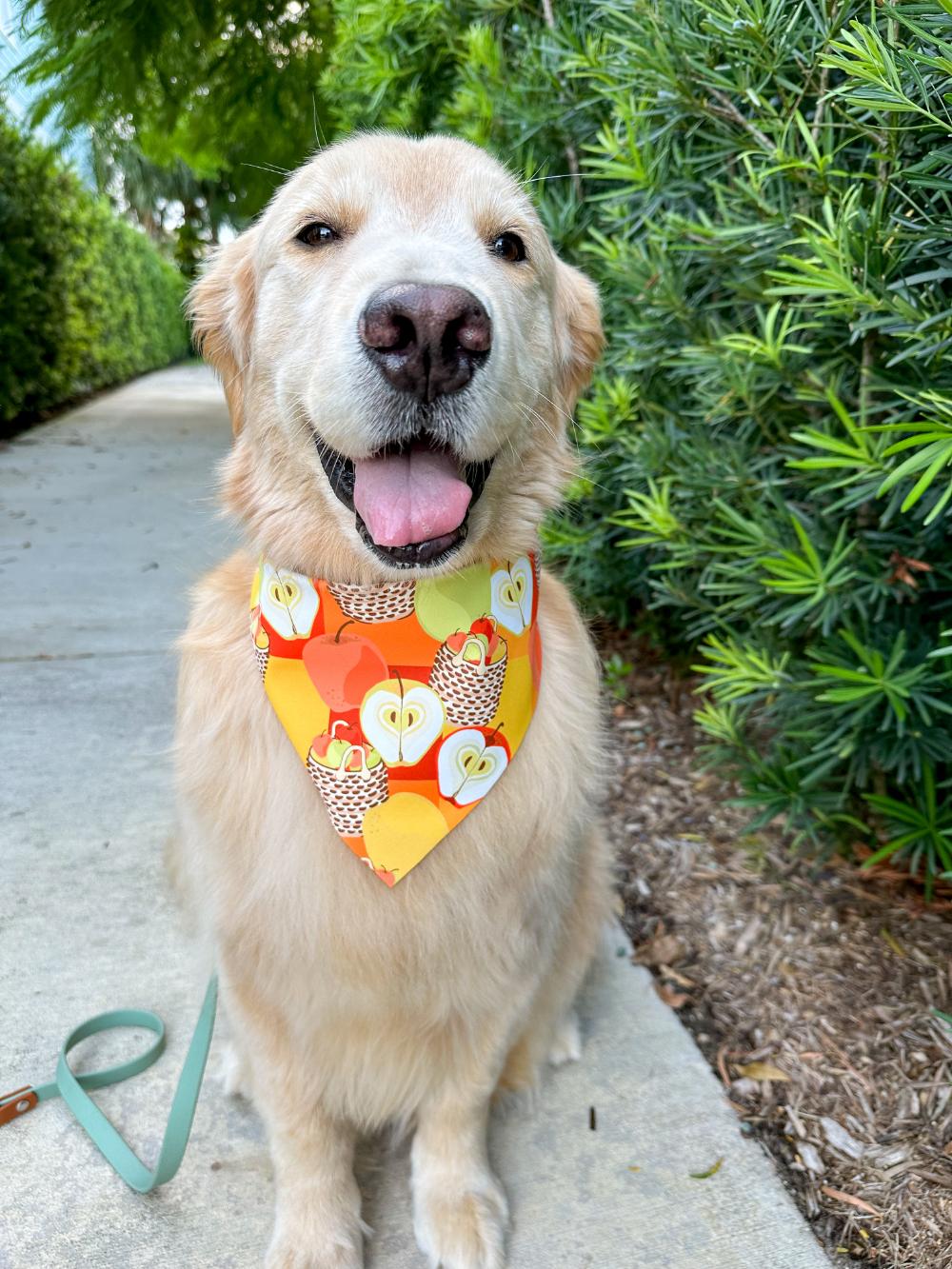 Apple Baskets Bandana