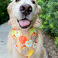 Apple Baskets Bandana