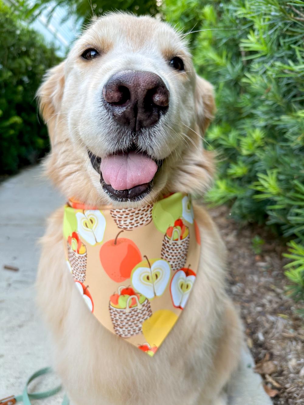 Apple Baskets Bandana